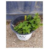 Lemon balm