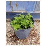 Lemon balm
