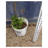 Lemon balm