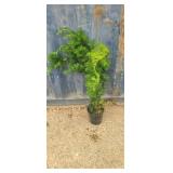 2' Japanese yew
