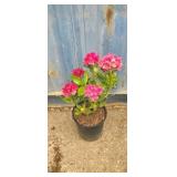 Rhododendron