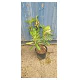 2'Rhododendron