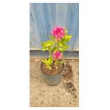'Rhododendron