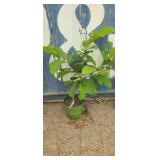 3' kobus Magnolia