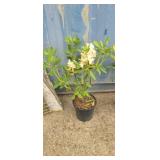 2'Rhododendron