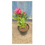 Rhododendron