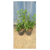 2 Purple winter creeper