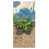 2 Purple winter creeper