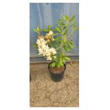 2'Rhododendron