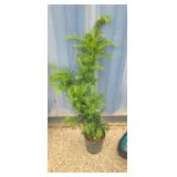 2' Japanese yew