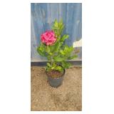 2'Rhododendron
