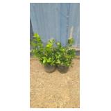2 Purple winter creeper