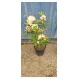 2'Rhododendron