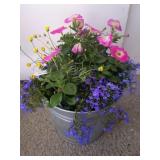 Wave Petana in metal planter 13in