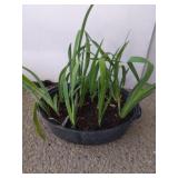 Iris in pot planter 18 in