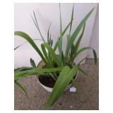Iris in planter 8-in