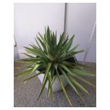 Large yucca plant and planter 15-in