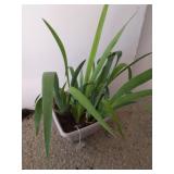 Iris In 7-in plastic planter