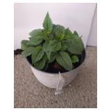 Brown eyed susan in 9.5-in planter