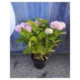 Nikko blue hydrangea