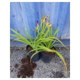 2 daylilies