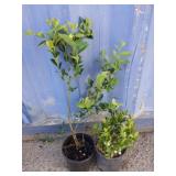 2 blueberry plants