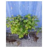 2 endless Summer hydrangea