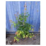 3' shangTung maple