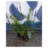 2 Douglas fir