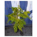 3' golden black locust