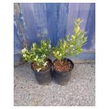2 blueberry plants