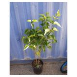 4' Lilac bush