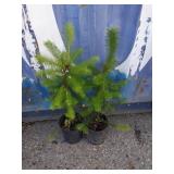 2 Douglas fir