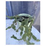 Christmas cactus