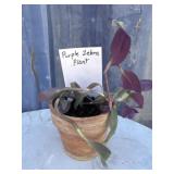 Purple zebra plant