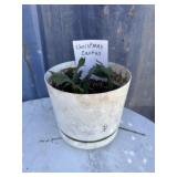 Christmas cactus