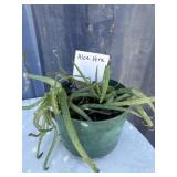 Aloe Vera plant
