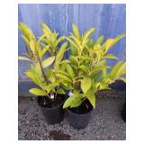 2 compact English Laurel