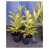 2 compact English Laurel