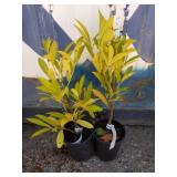2 compact English Laurel