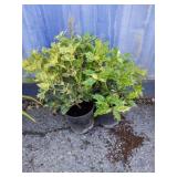 2 Holly plants