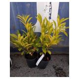 2 compact English Laurel
