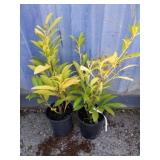 2 compact English Laurel