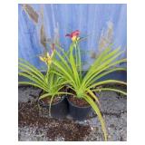 2 daylilies