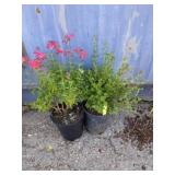 Salvia lipstick, McKay's White potentilla