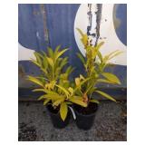 2 compact English Laurel