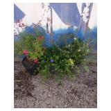 Scarlet Sage, vinca minor and pontentilla