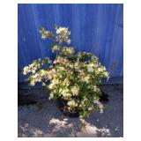 Rhododendron clear Creek bush