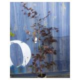 6' bloodgood Japanese maple