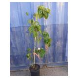 5' radiant Rose Chinese dogwood